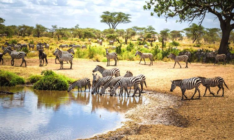 Safari en Tanzania